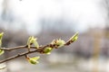 Young leaves, buds and shoots on a tree branch in spring in the sunlight in the blur Royalty Free Stock Photo