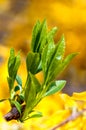 Young leaves of the Bush Forsythia blooming