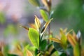 Young leaves on the bush