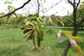 Young leaves and catkins of walnut in spring Royalty Free Stock Photo