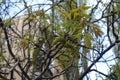 Young leaves and catkins of walnut Royalty Free Stock Photo