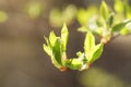 Young leaves of cherry-bird tree in spring morning