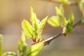 Young leaves of cherry-bird tree in spring morning