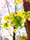 Young leaves of a chestnut tree in the rays of sun