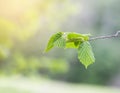 Young leaves of chestnut tree in spring forest Royalty Free Stock Photo