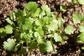Young leaves of cilantro on a garden bed in sunlight Royalty Free Stock Photo