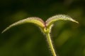 Young leaves of Clidemia hitra or Koster`s curse plant.