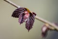 Young leaves of common hazel `Red Majestic`