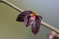 Young leaves of common hazel `Red Majestic`