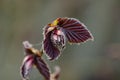 Young leaves of common hazel `Red Majestic