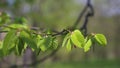 Young leaves of common hornbeam in spring forest Royalty Free Stock Photo