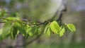 Young leaves of common hornbeam with sun rays in spring forest Royalty Free Stock Photo