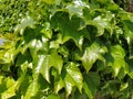 Young leaves of common Ivy Hedera helix in spring. Nature concept for design. Green creeping plant close up as a background. Royalty Free Stock Photo