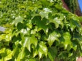 Young leaves of common Ivy Hedera helix in spring. Nature concept for design. Green creeping plant close up as a background. Royalty Free Stock Photo