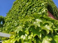 Young leaves of common Ivy Hedera helix in spring. Nature concept for design. Green creeping plant close up as a background.