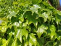 Young leaves of common Ivy Hedera helix in spring. Nature concept for design. Green creeping plant close up as a Royalty Free Stock Photo