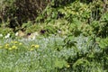 The young leaves of the elm, a branch of the solar tree with young leaves against the background of a blurred garden in the spring Royalty Free Stock Photo