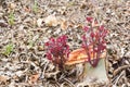 Young leaves eucalyptus to grow after cut eucalyptus Royalty Free Stock Photo