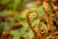 The young leaves of a fern in the forest Royalty Free Stock Photo