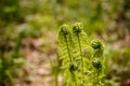 The young leaves of a fern in the forest Royalty Free Stock Photo