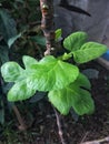 Young leaves of fig Royalty Free Stock Photo