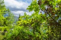 Young leaves figs on a sunny day. Beautiful plexus of branches and play of shadow and light Royalty Free Stock Photo