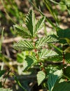 Young leaves Filipendula ulmaria Royalty Free Stock Photo