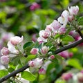 Young leaves and flowers of an apple