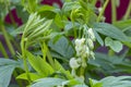 The young leaves and flowers of a Bleeding Heart Dicentra spectabilis `Alba`, Zoetermeer, Netherlands Royalty Free Stock Photo