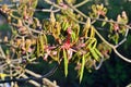 Young leaves and flowers of chestnut (lat. Castanea) Royalty Free Stock Photo