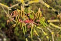 Young leaves and flowers of chestnut, lat. Castanea Royalty Free Stock Photo