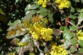 Young leaves and flowers of Mahonia aquifolium