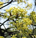 Young leaves and flowers on a maple tree in the first warm spring days Royalty Free Stock Photo