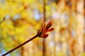 Young leaves and flowers on a maple tree in the first warm spring days Royalty Free Stock Photo