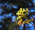 Young leaves and flowers on a maple tree in the first warm spring days Royalty Free Stock Photo