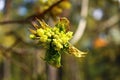 Young leaves and flowers on a maple tree in the first warm spring days Royalty Free Stock Photo