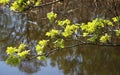 Young leaves and flowers on a maple tree in the first warm spring days Royalty Free Stock Photo