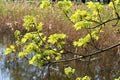 Young leaves and flowers on a maple tree in the first warm spring days Royalty Free Stock Photo