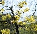 Young leaves and flowers on a maple tree in the first warm spring days Royalty Free Stock Photo