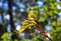 Young leaves and flowers on a maple tree in the first warm spring days Royalty Free Stock Photo