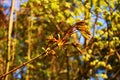 Young leaves and flowers on a maple tree in the first warm spring days Royalty Free Stock Photo