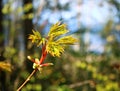 Young leaves and flowers on a maple tree in the first warm spring days Royalty Free Stock Photo