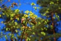 Young leaves and flowers on a maple tree in the first warm spring days Royalty Free Stock Photo