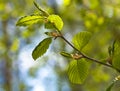 Young leaves in forest 7