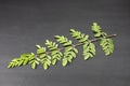 young leaves of Fresh green medicinal Pods of Moringa oleifera, horseradish, drumstick tree Isolated on a black background. it has Royalty Free Stock Photo