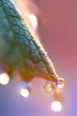 Young leaves of grapes with drops of dew. Sunrise. Blurring Royalty Free Stock Photo
