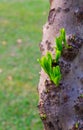 Young leaves