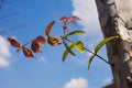 Young leaves grow in blue sky