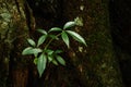 Young leaves growing from tree trunk leaves growing on ground in tropical forest close up details Royalty Free Stock Photo