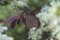 Leaves of hazelnut Corylus Avellana `Red Majestic` Royalty Free Stock Photo